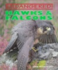 Hawks___falcons