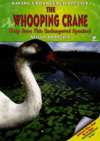 The_whooping_crane